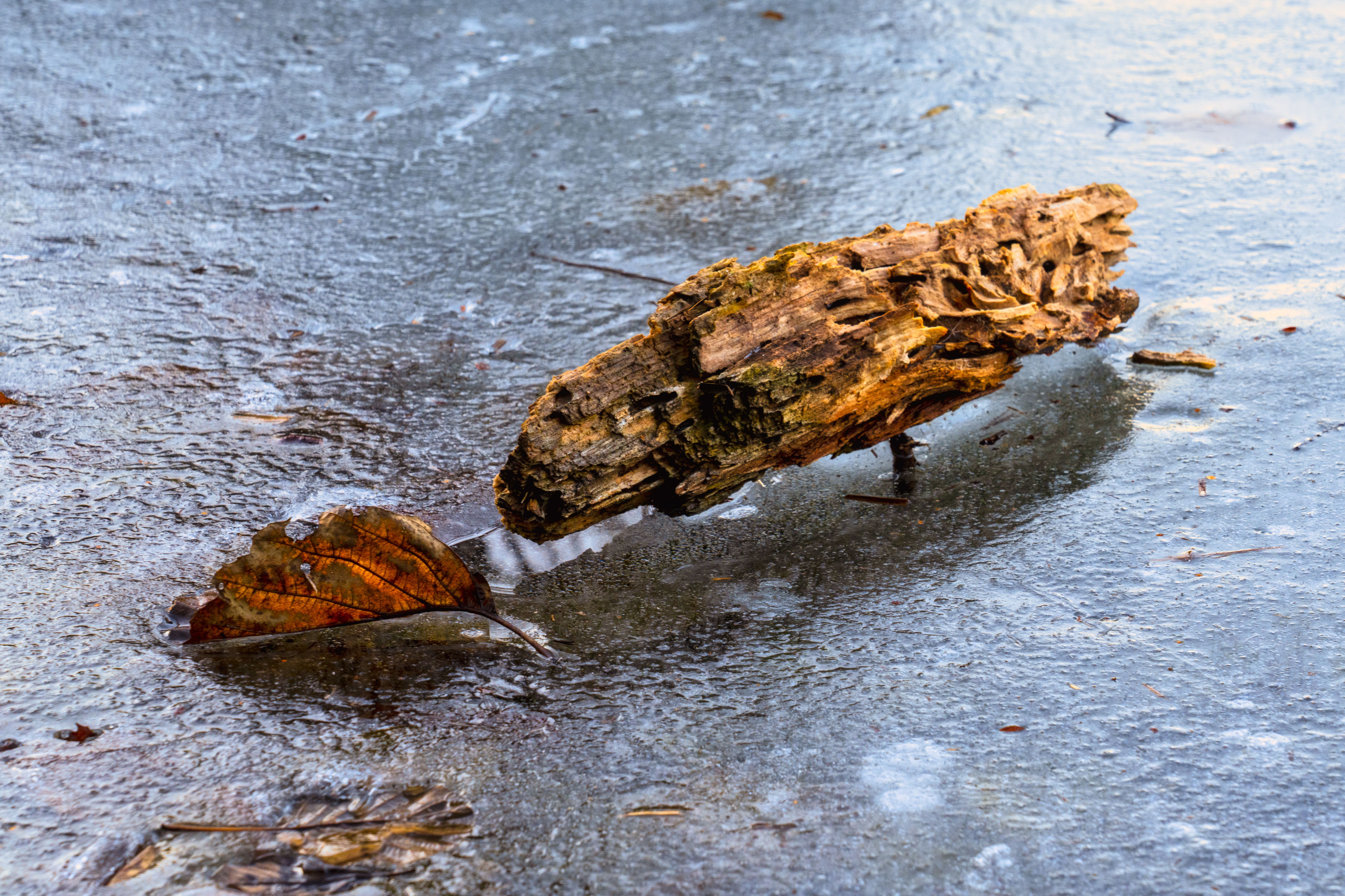 Frozen Log and Leaf on Icy Surface · Free Stock Photo