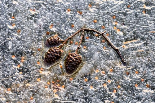 Free Close-up of pine cones and seeds trapped in a layer of ice, showcasing winter's effect on natural elements. Stock Photo