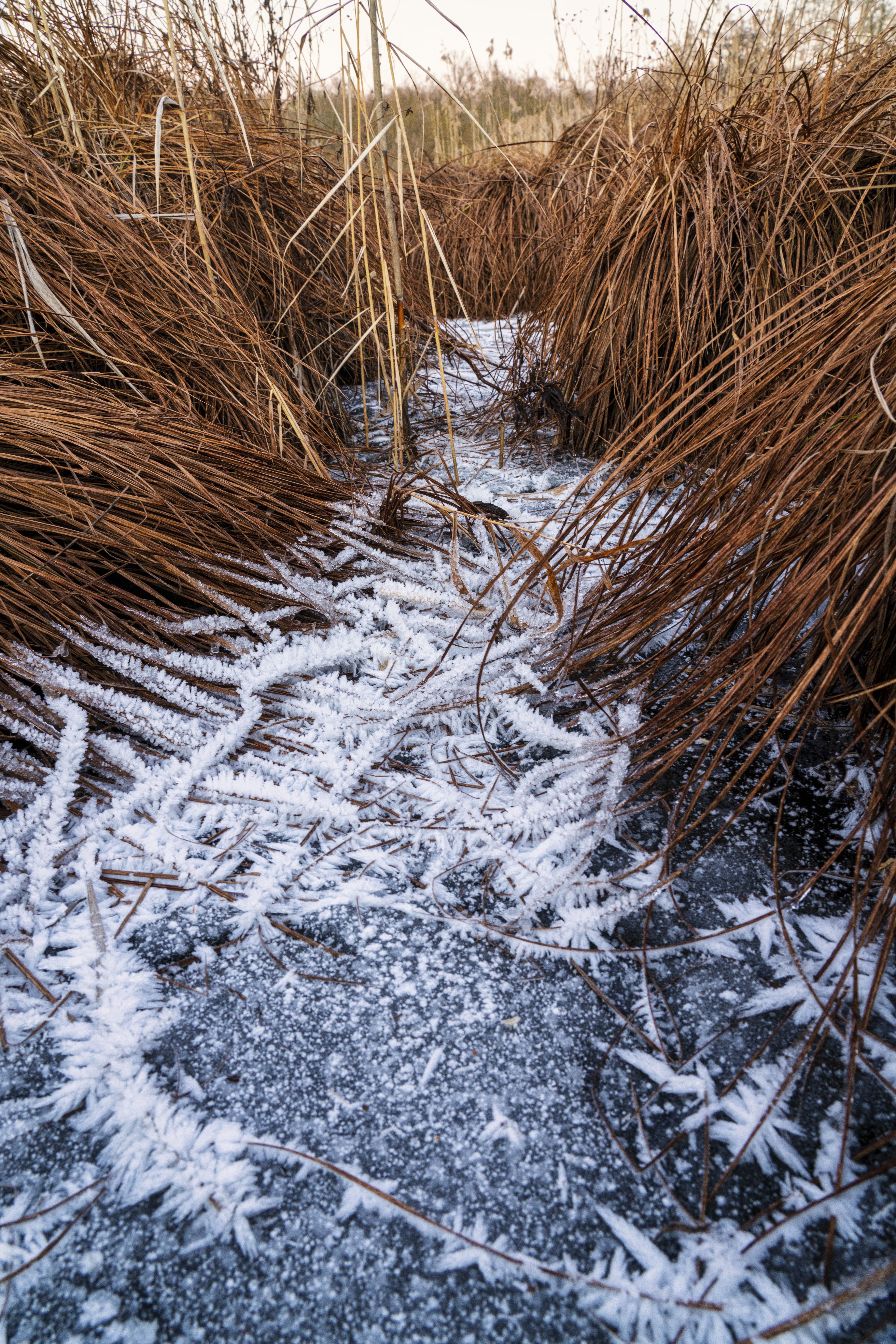 Photographie des paysages camarguais en hiver 