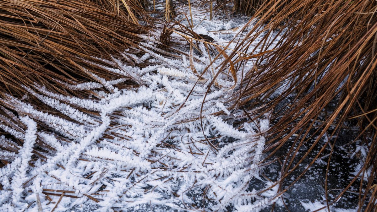 Photographie des paysages camarguais en hiver