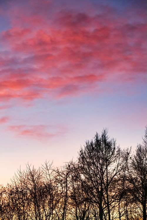 Free Vivid pink and purple sunset over silhouette of bare trees, showcasing winter serenity. Stock Photo