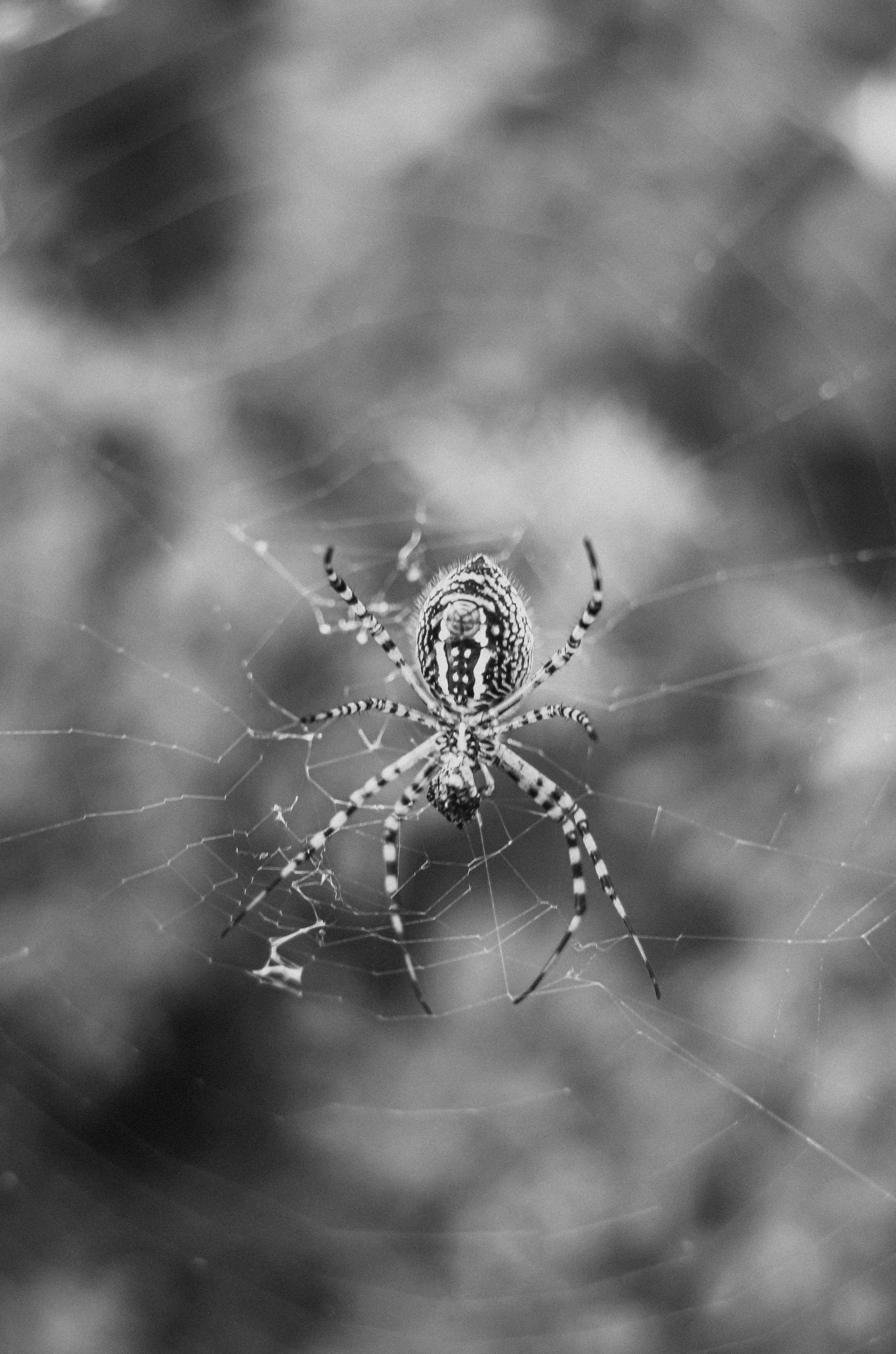 Detailed black and white image of a spider suspended in its web.