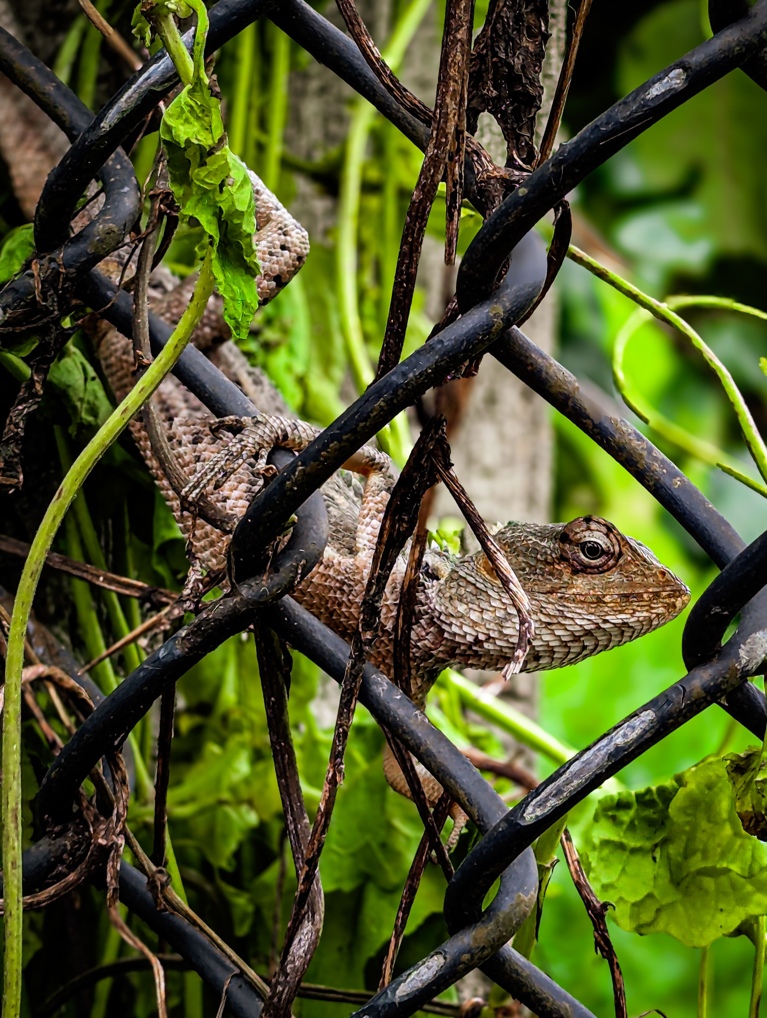 Lizard Camouflaged on Chain-Link Fence · Free Stock Photo