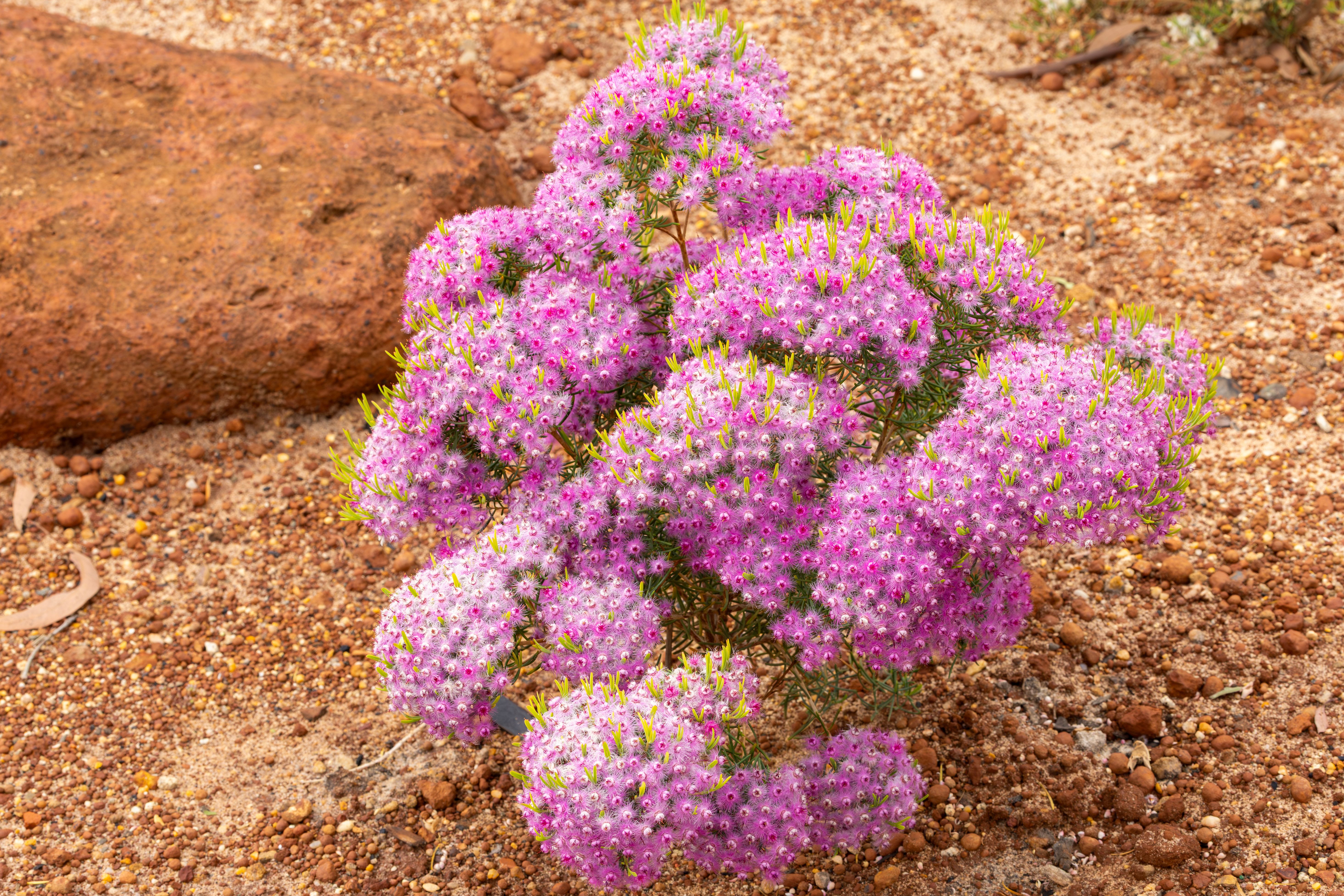 Alice Springs