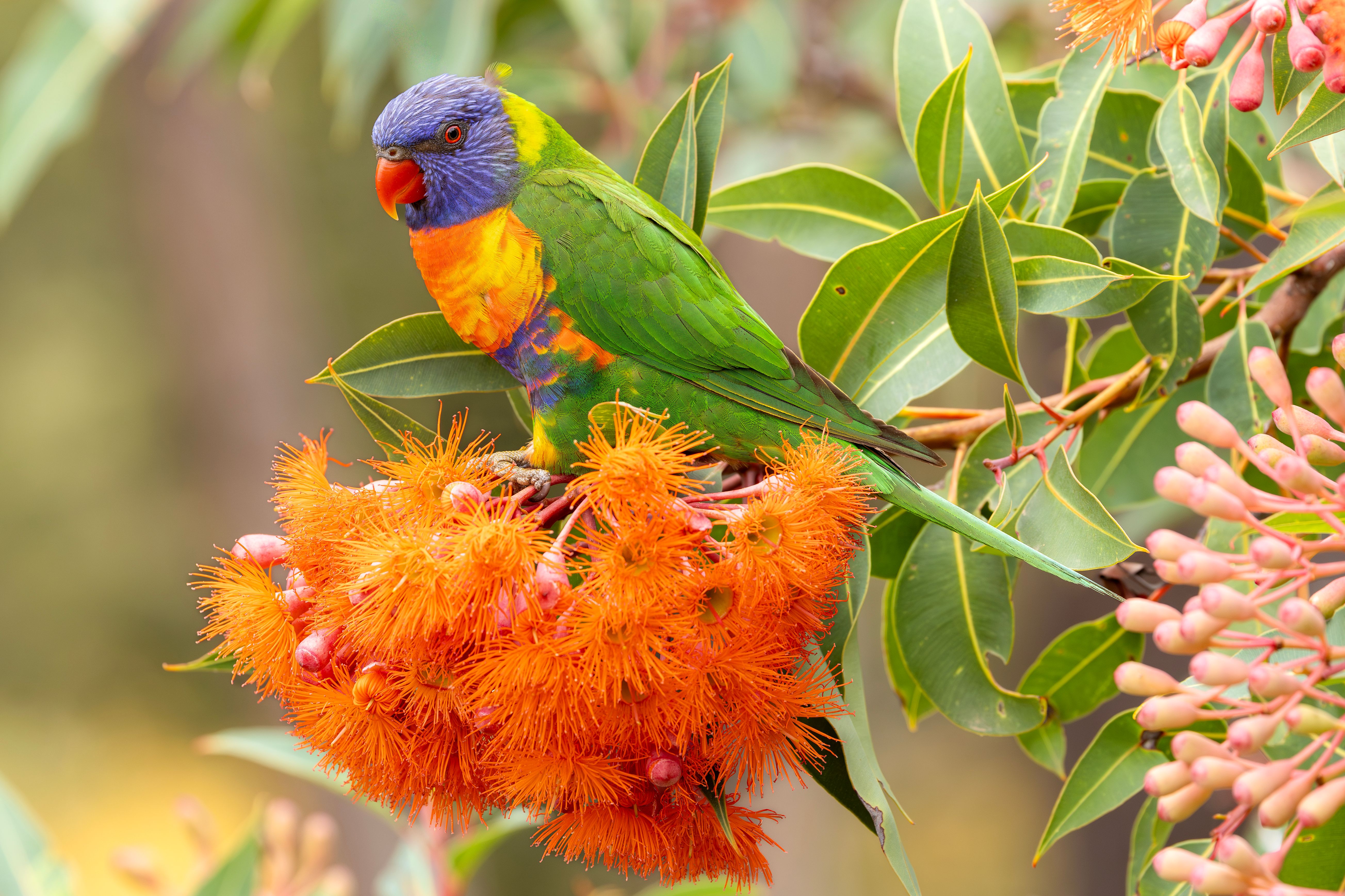 Australian native forest landscape