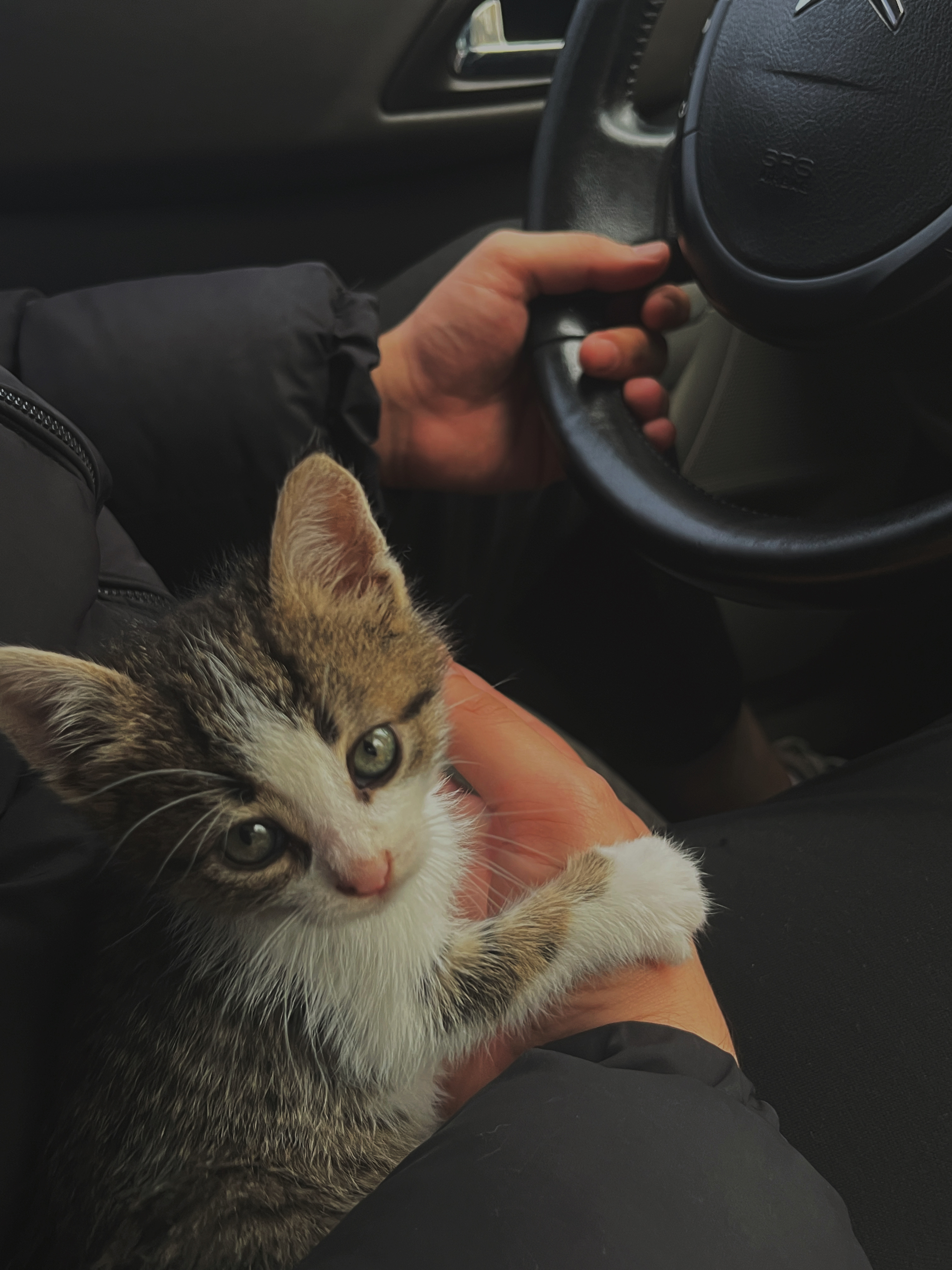 Myfirstpetcat