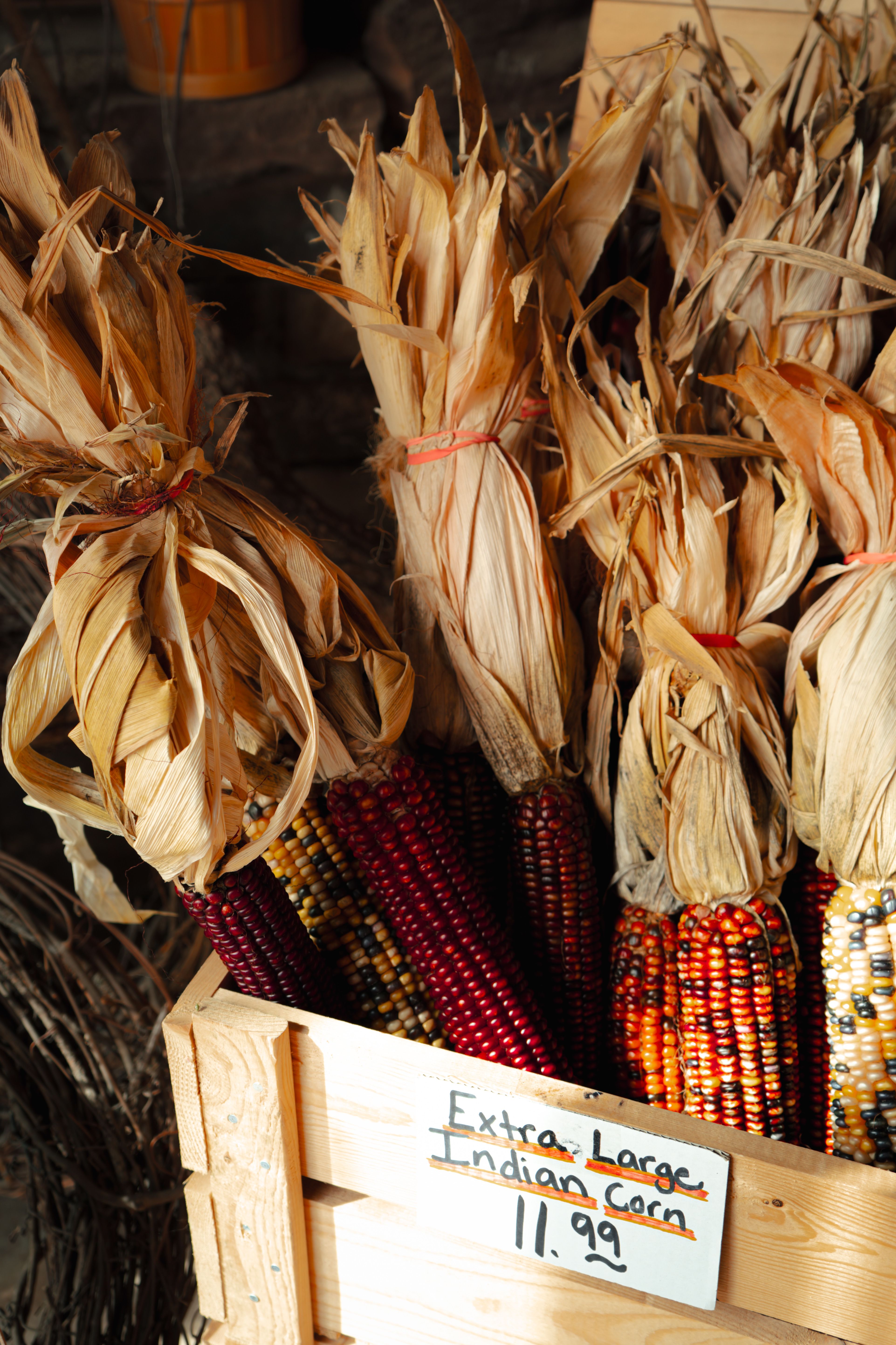 Corn Large