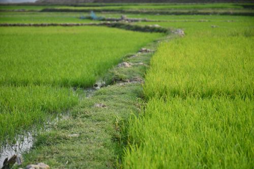 Free Vivid green rice paddies in Kurigram, Bangladesh, showcasing agricultural beauty and serene landscapes. Stock Photo