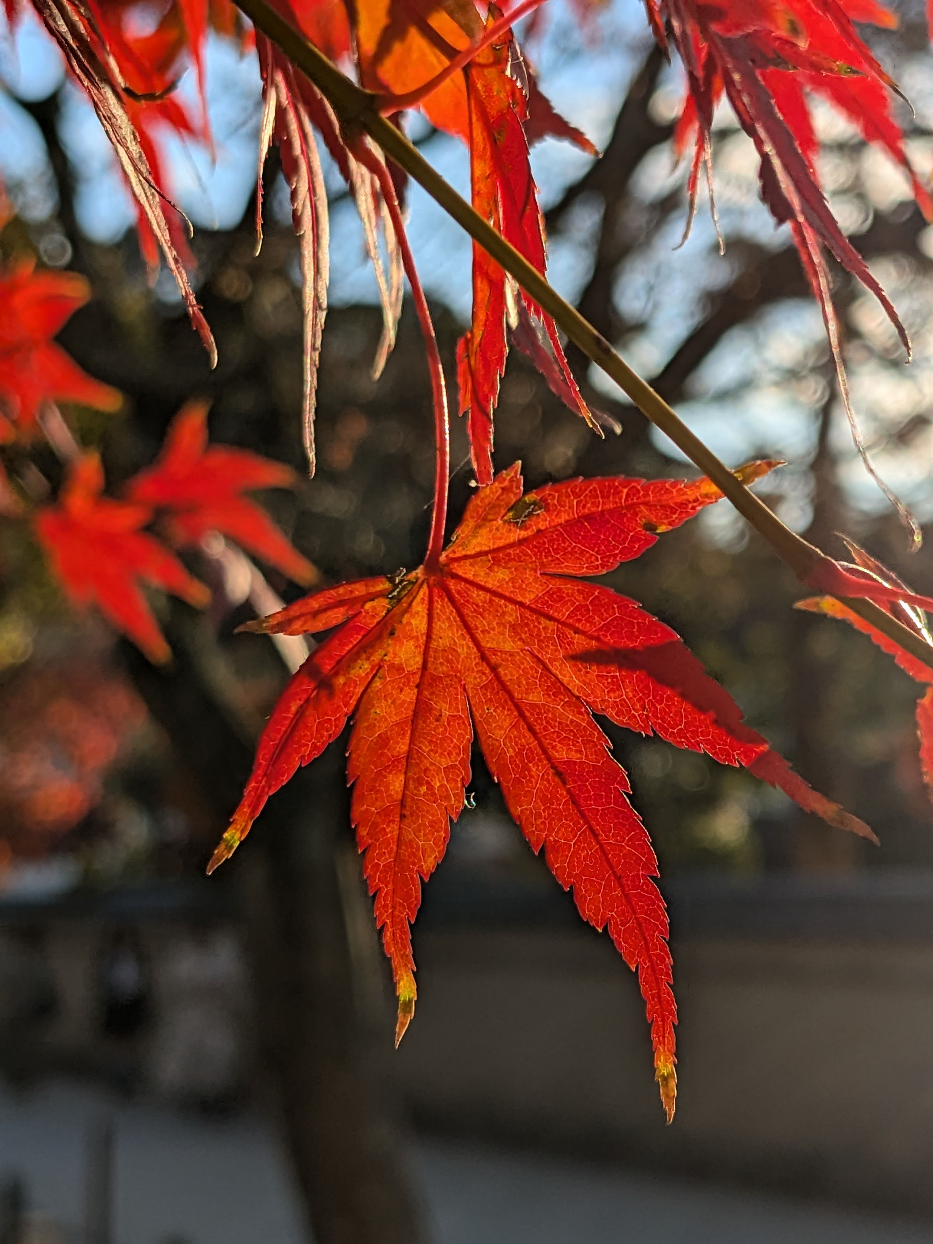 Vibrant Red Maple Leaf in Sunlight