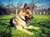 一只德国牧羊犬躺在乡间户外生机勃勃的草地上，享受着阳光明媚的一天