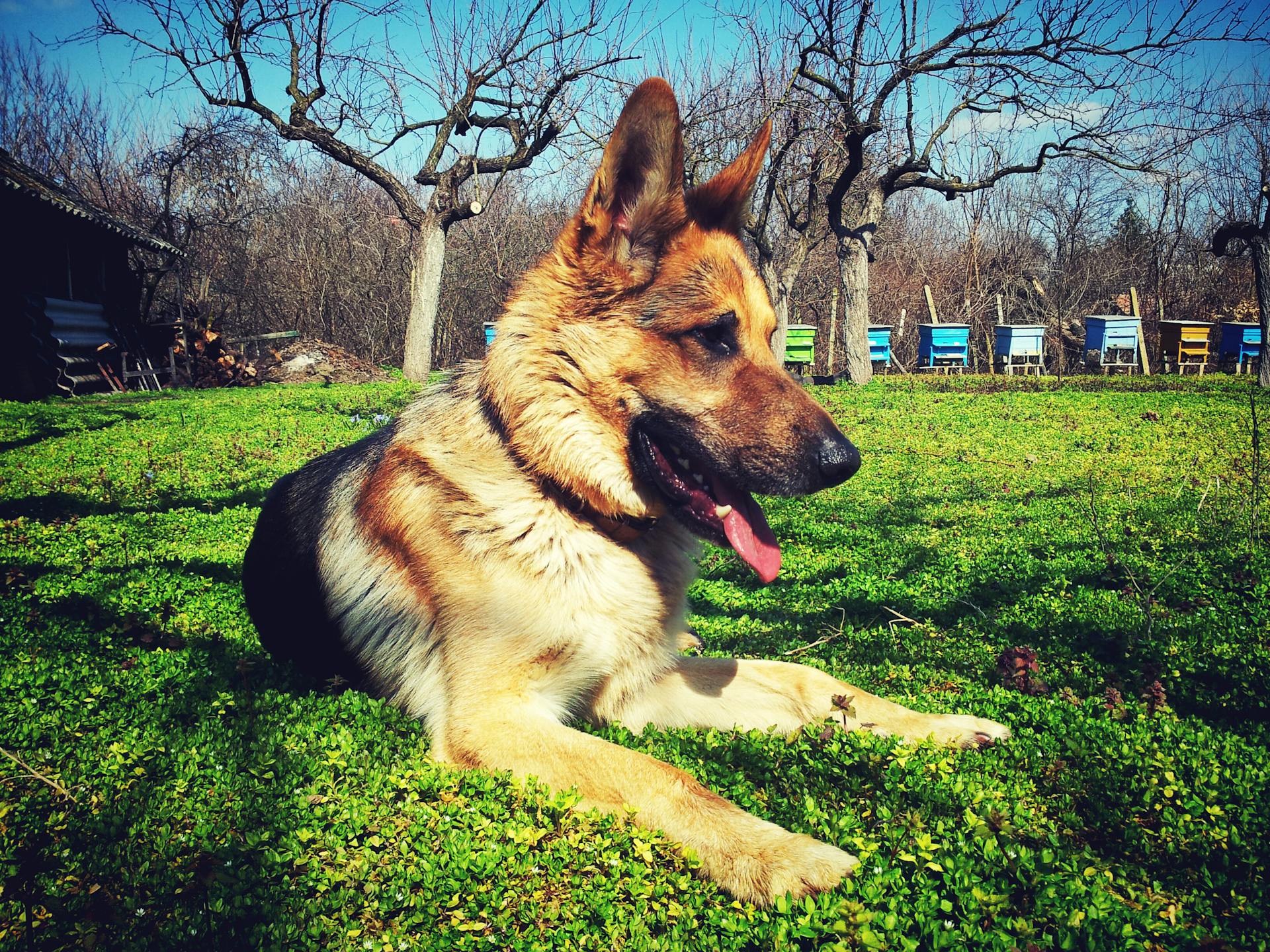 Short-coated Beige and Brown Dog