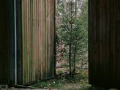 A rustic wooden gate opening reveals a peaceful evergreen forest, creating a serene and natural atmosphere.