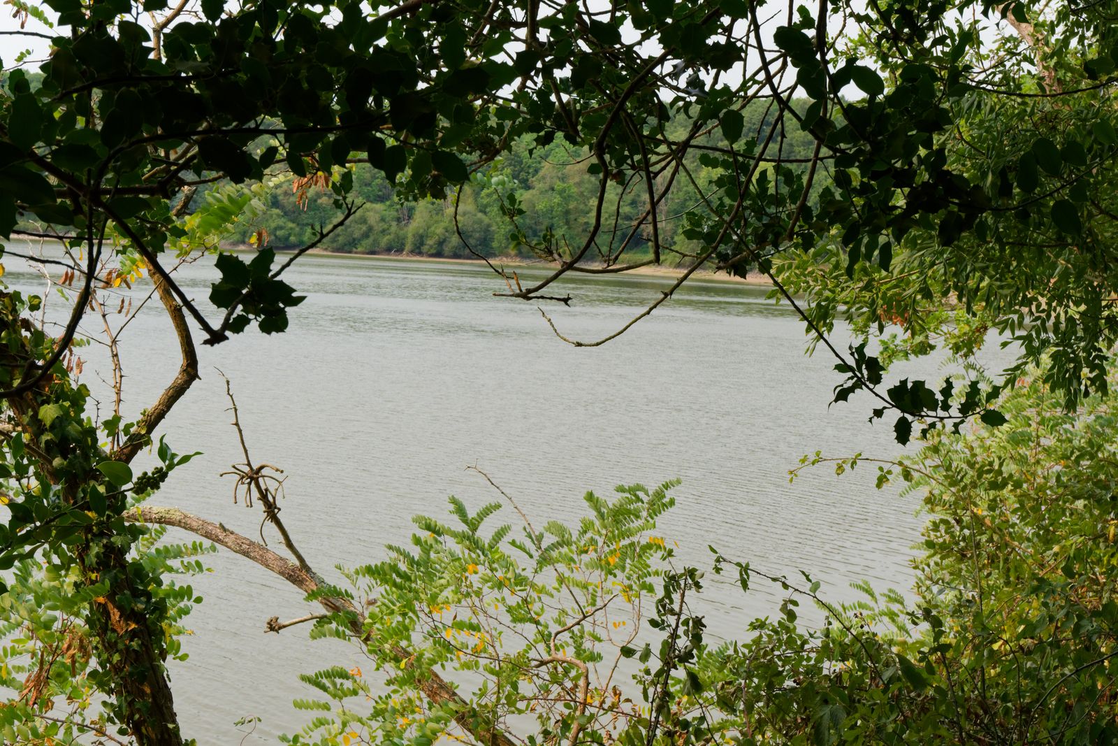 Lac calme encadré par des branches d'arbres et un feuillage vert