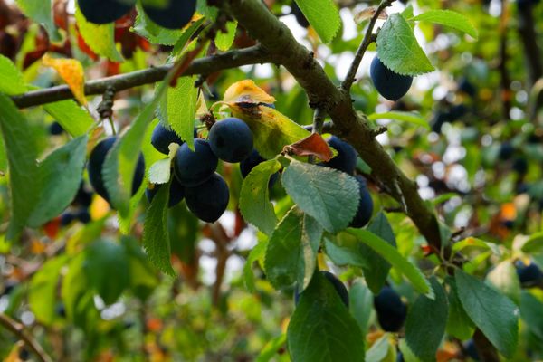 Prunes mûres bleu foncé suspendues à une branche feuillue de prunier