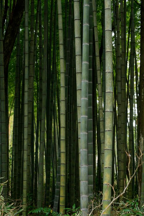 Free Tranquil bamboo forest scene with towering green stalks in natural light. Stock Photo