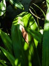 Close-Up of Tropical Leaves with Sunlight