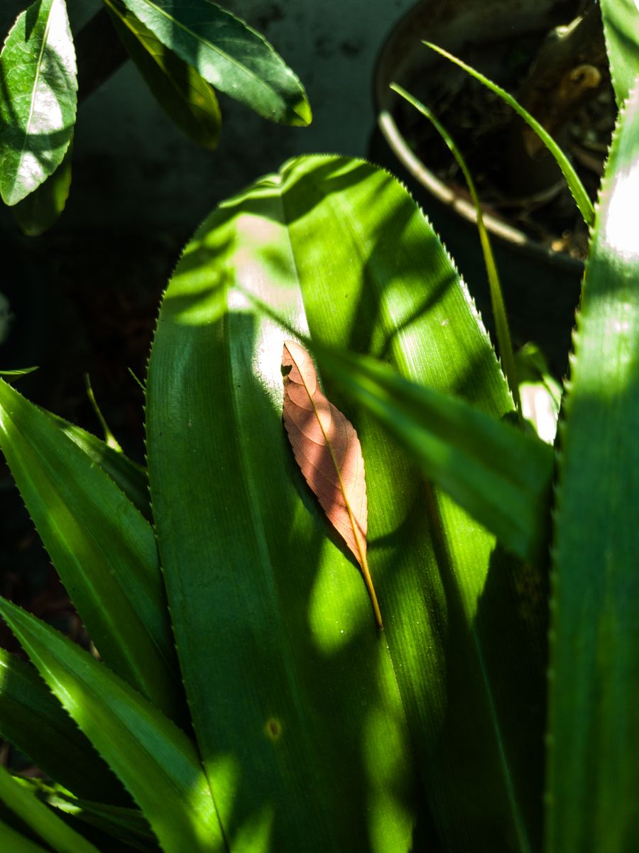 Close-up of tropical leaves with sunlight