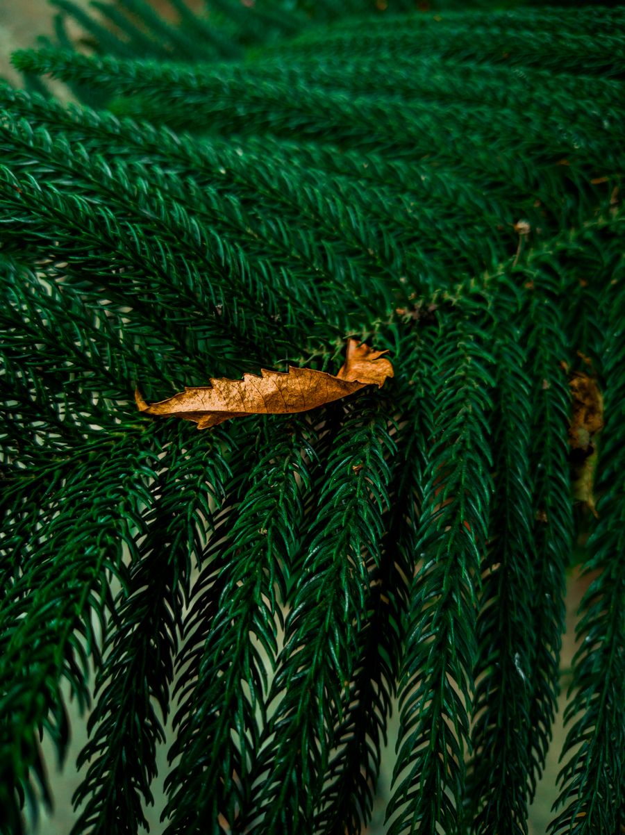 Serene autumn leaf on evergreen foliage