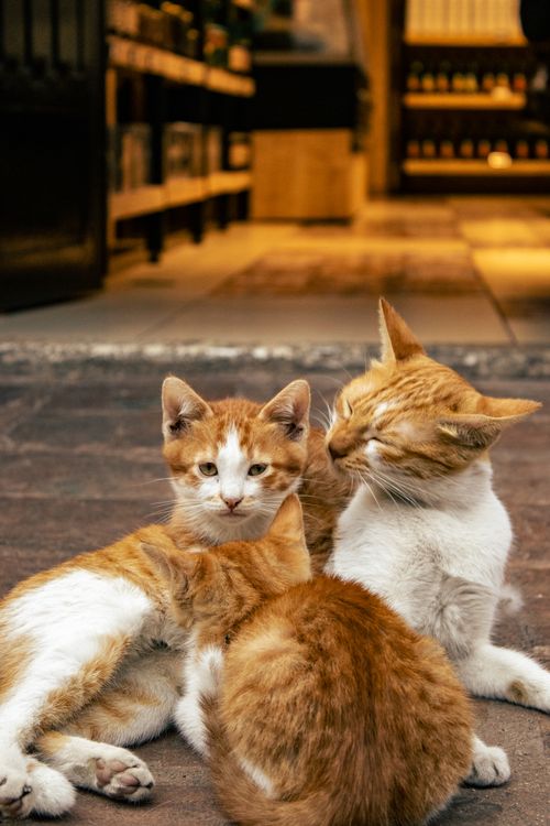 Free Three ginger cats lounging outside a rustic shop during the day. Stock Photo