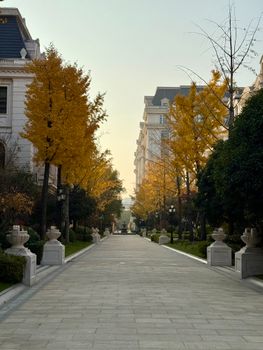 Discover a tranquil autumn alley in Shanghai lined with golden trees. Ideal for serene walks.