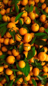 A vibrant pile of fresh oranges with glossy green leaves, capturing the essence of citrus harvest.
