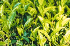 Close-up view of lush green tea plants with vibrant leaves in natural setting.