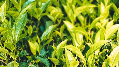 Close-up view of lush green tea plants with vibrant leaves in natural setting.