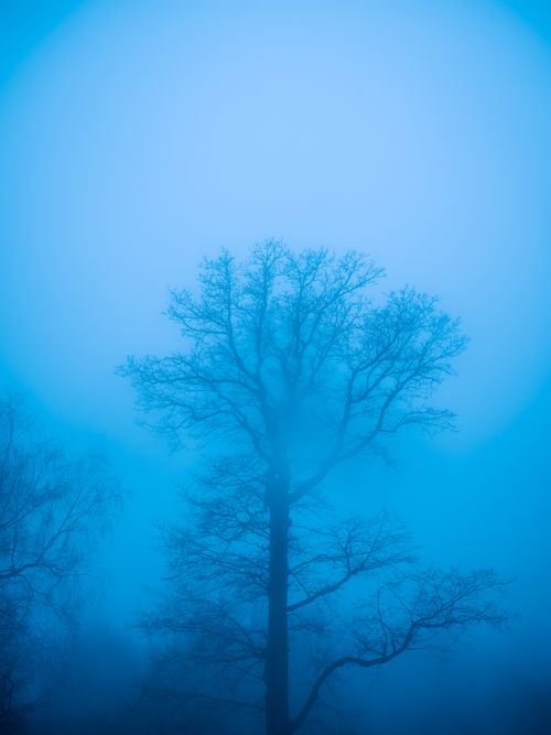 Free Silhouetted tree in dense winter fog creating an ethereal atmosphere in Germany. Stock Photo