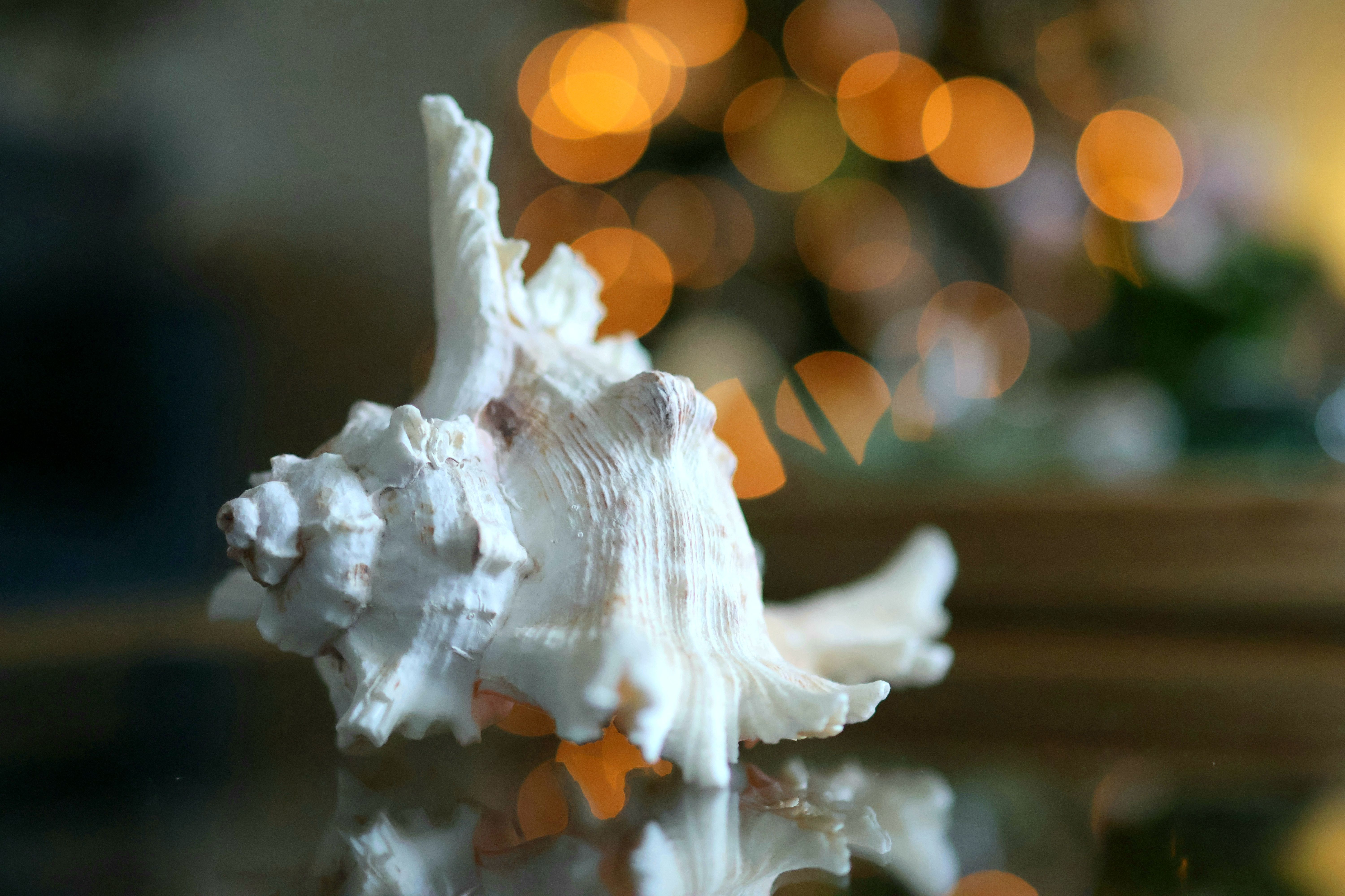 Artistic photograph of a white conch shell with warm bokeh lights, creating a dreamy atmosphere.