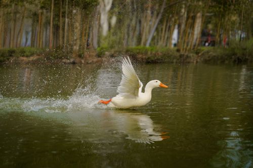 Free A white duck elegantly skims the lake's surface, creating ripples in a tranquil, natural setting. Stock Photo