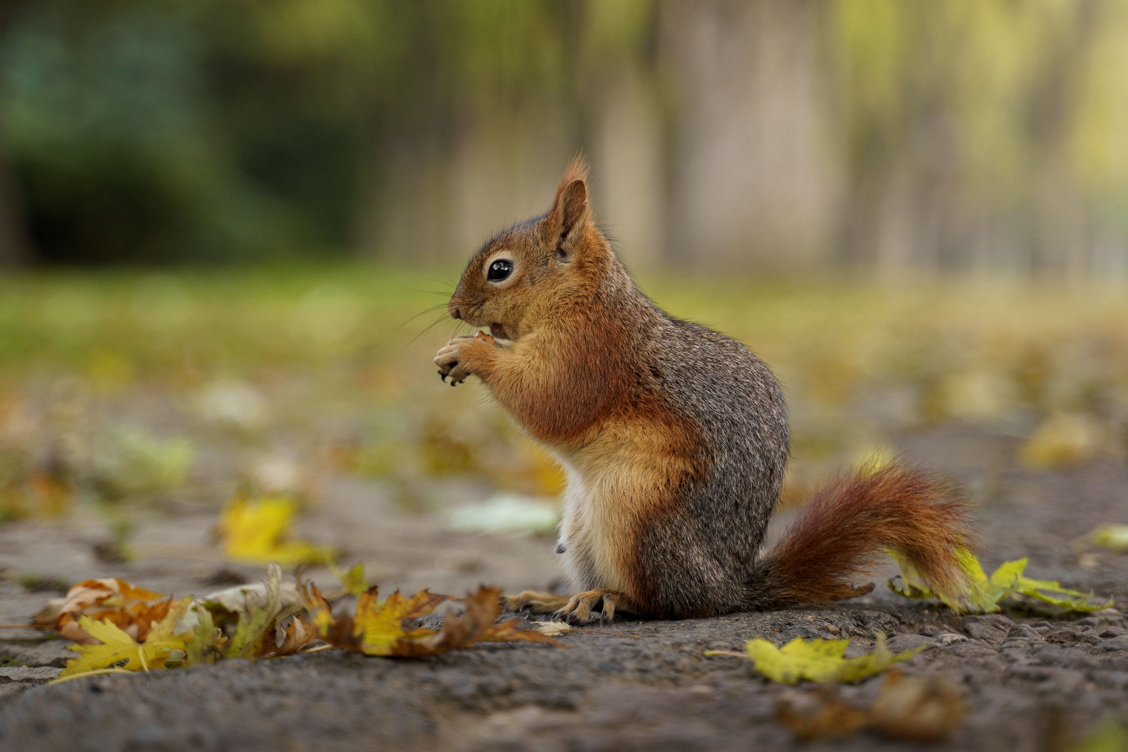 Eating Animation Photos Download The Best Free Eating Animation Stock