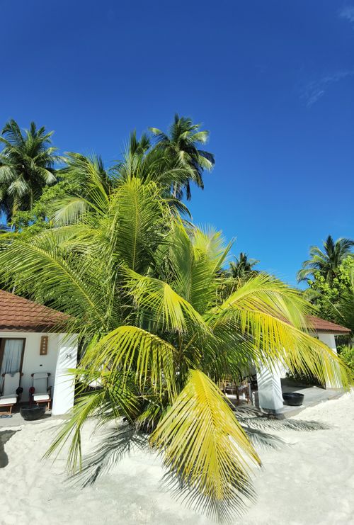 Free Relaxing tropical beach scene with bungalows and lush palm trees under a vibrant blue sky. Stock Photo