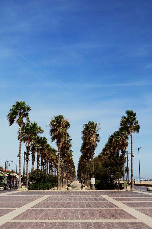 Free Sunny promenade in Valencia lined with palm trees, perfect for beach strolls. Stock Photo