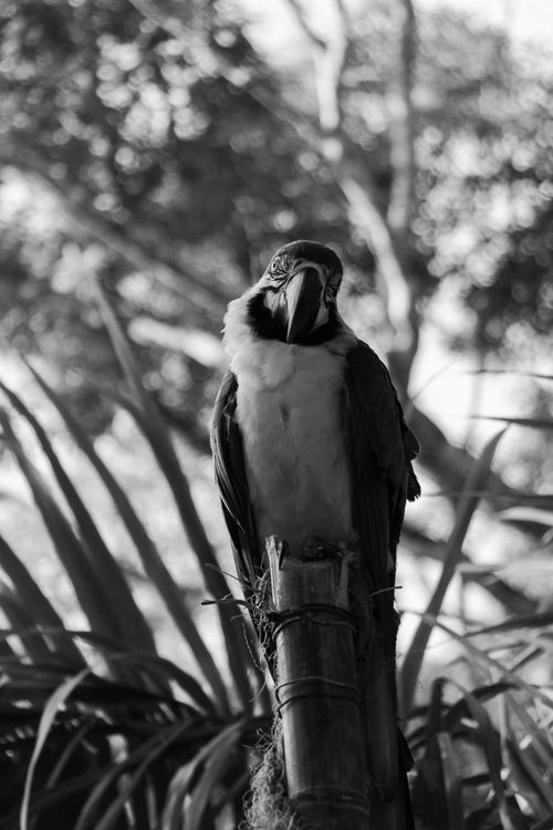 Free Stunning black and white image of a macaw parrot perched in a lush jungle setting, São Paulo, Brazil. Stock Photo