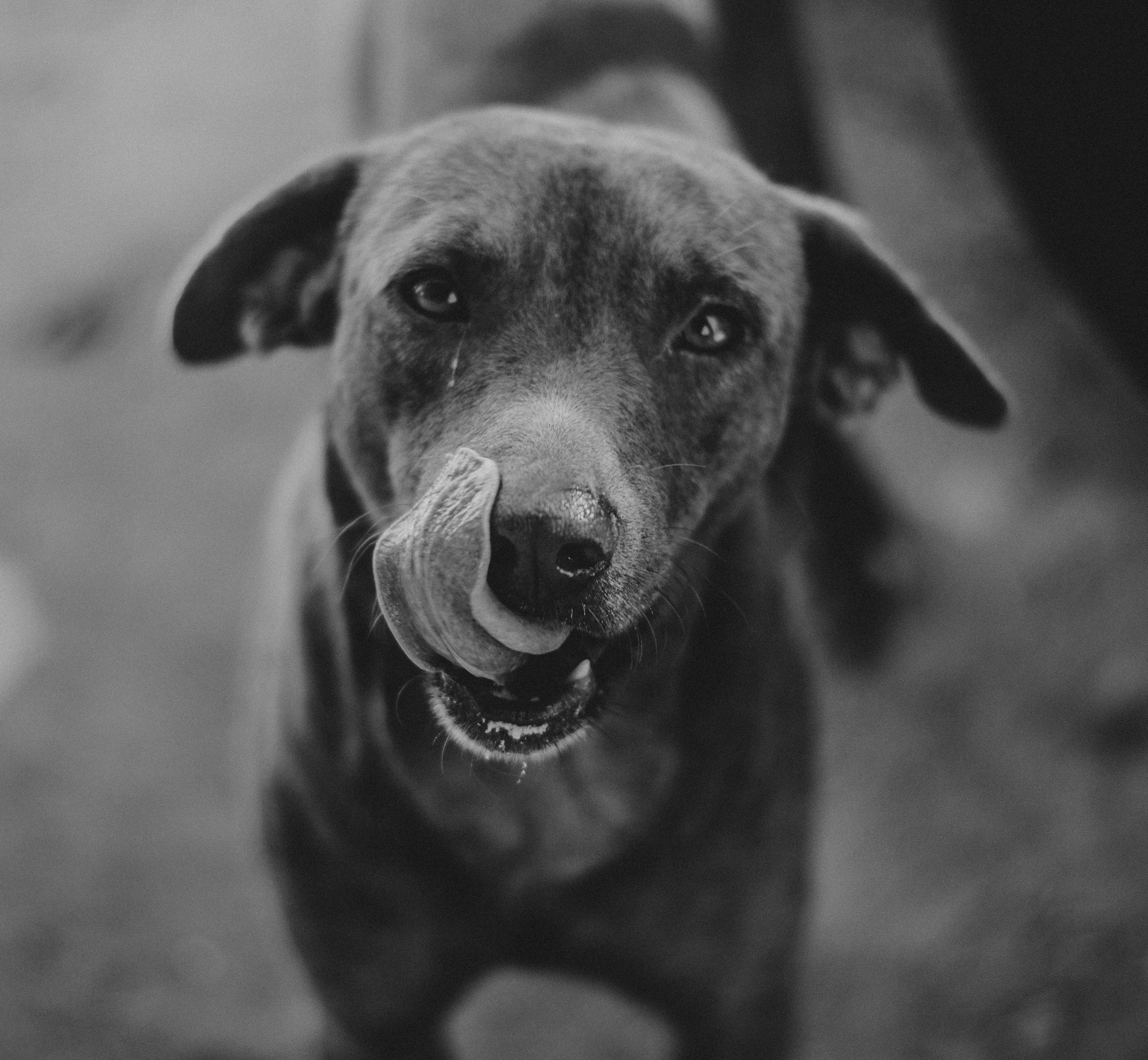 Close-up black and white image of a dog licking its nose, showcasing its playful and curious demeanor.