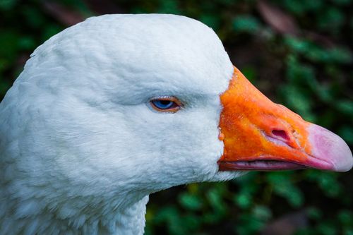Free Detailed close-up of a white goose with an orange beak and green background. Stock Photo