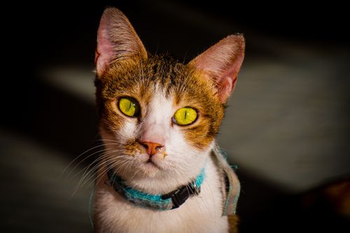 Free Close-up of a cat with striking green eyes and a blue collar. Stock Photo