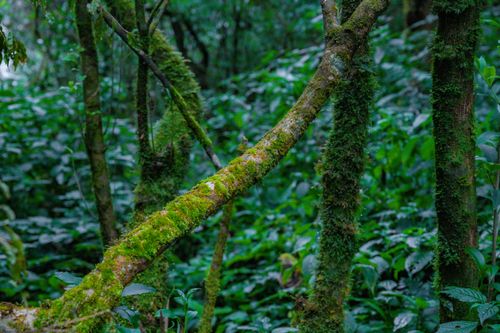 Free Close-up of a moss-covered tree in a vibrant green forest, capturing the essence of nature. Stock Photo
