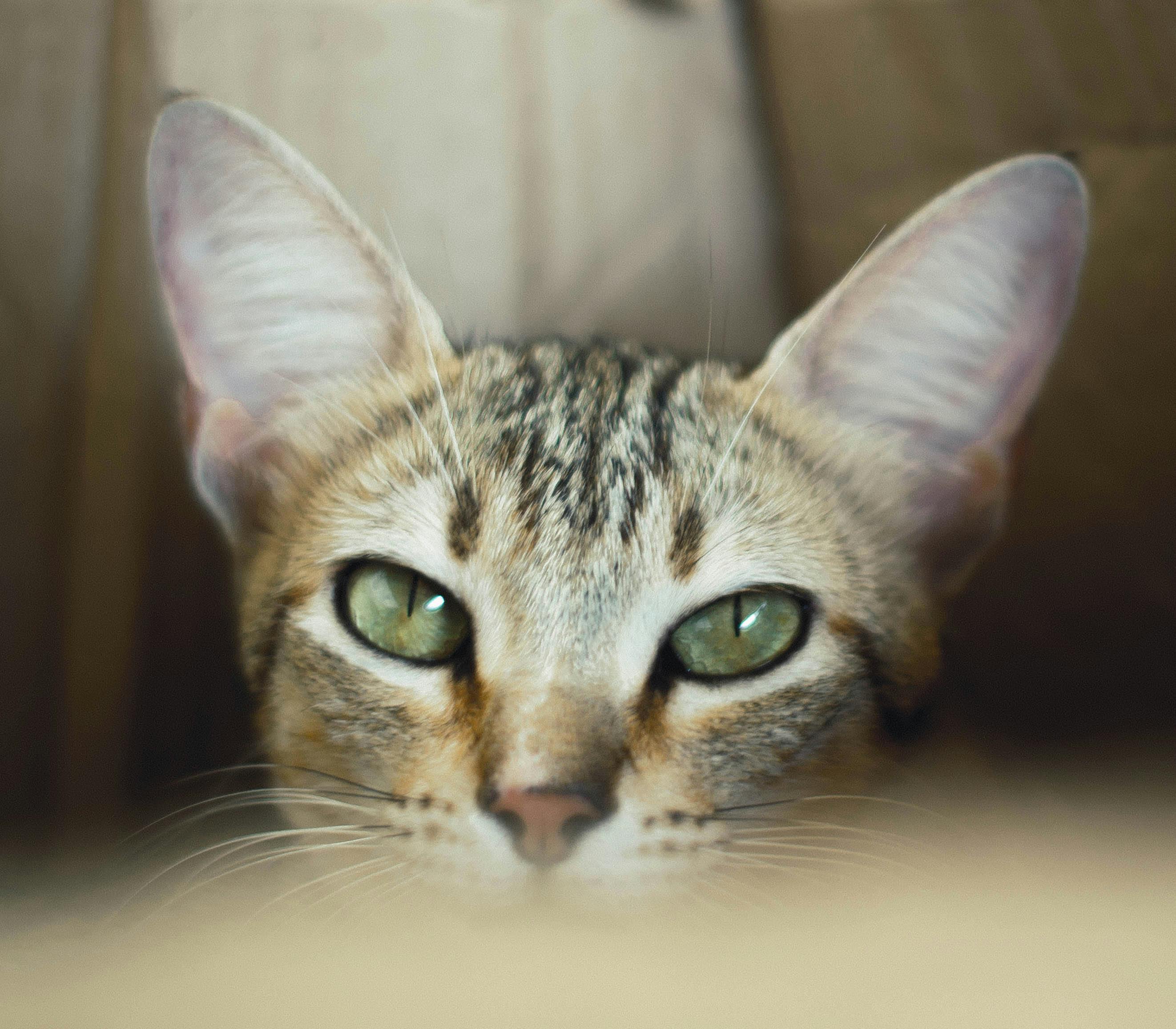 Buddha's Constant Companion Venerable Ananda