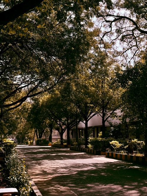 Free Peaceful tree-lined street with dappled sunlight, perfect for a walk. Stock Photo