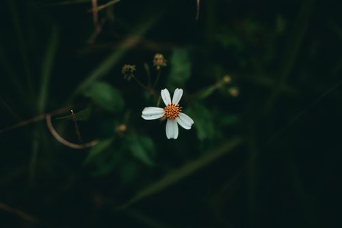 Free Close-up of a solitary white flower with dark green foliage background, creating a moody atmosphere. Stock Photo