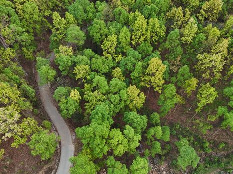 A winding road through a lush forest captured from above, showcasing vibrant green foliage.