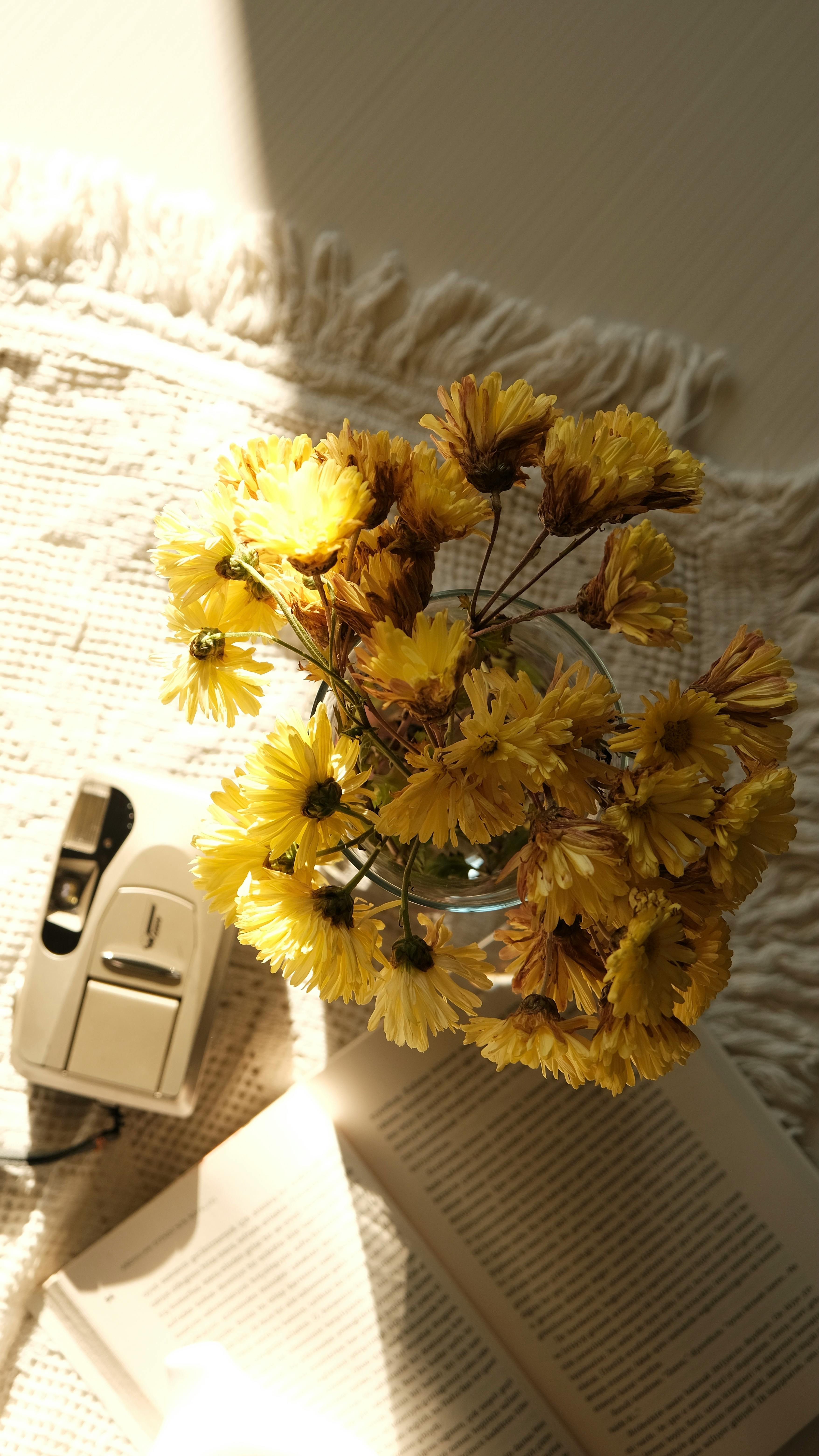 무료 따뜻한 조명이 비추는 말린 노란 꽃과 빈티지 카메라가 어우러져 아늑하고 향수를 불러일으키는 분위기를 자아냅니다. 스톡 사진