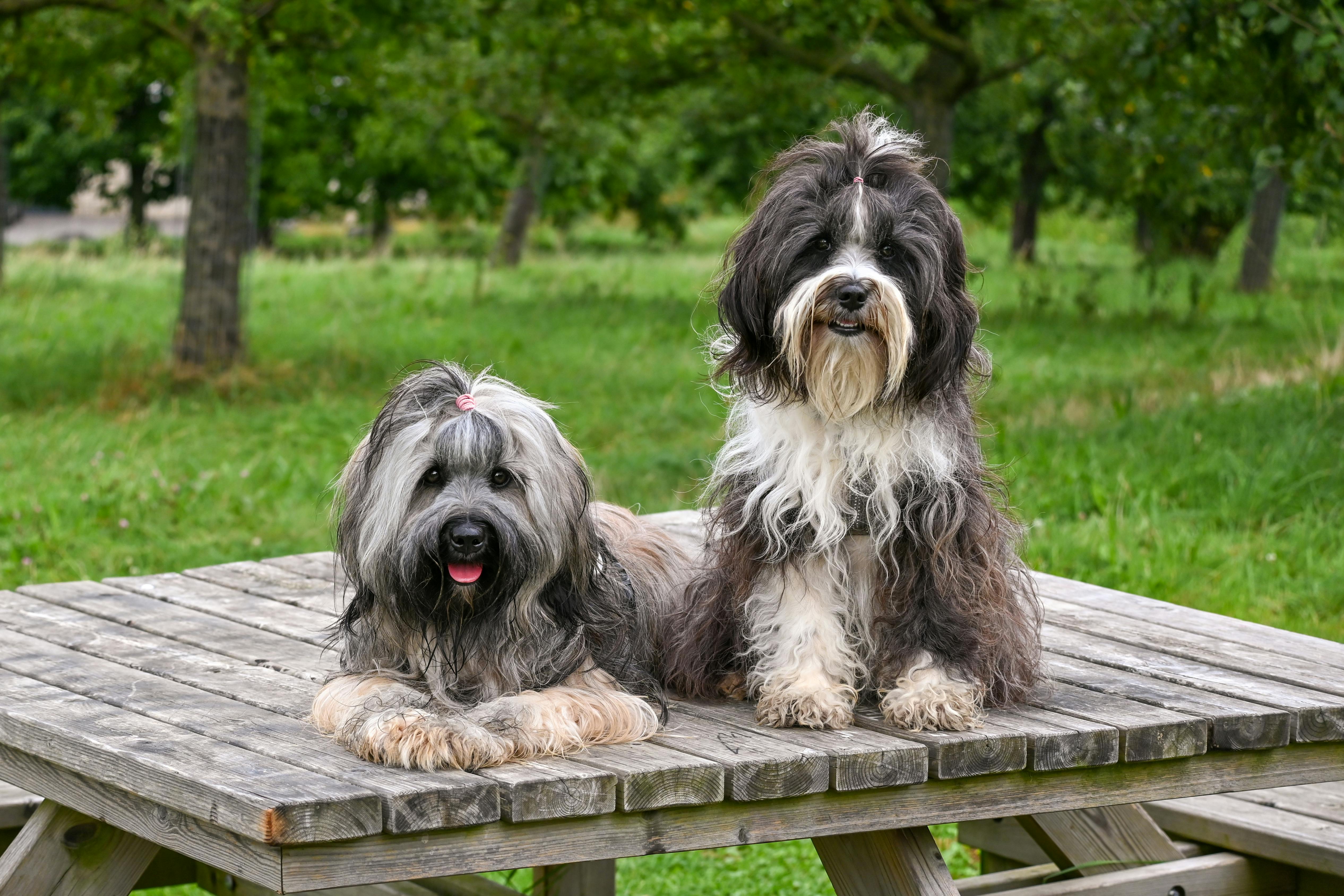 Free stock photo of dog, tibetan, tibetan terrier