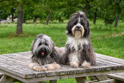 Tibetansk terrier – hundras