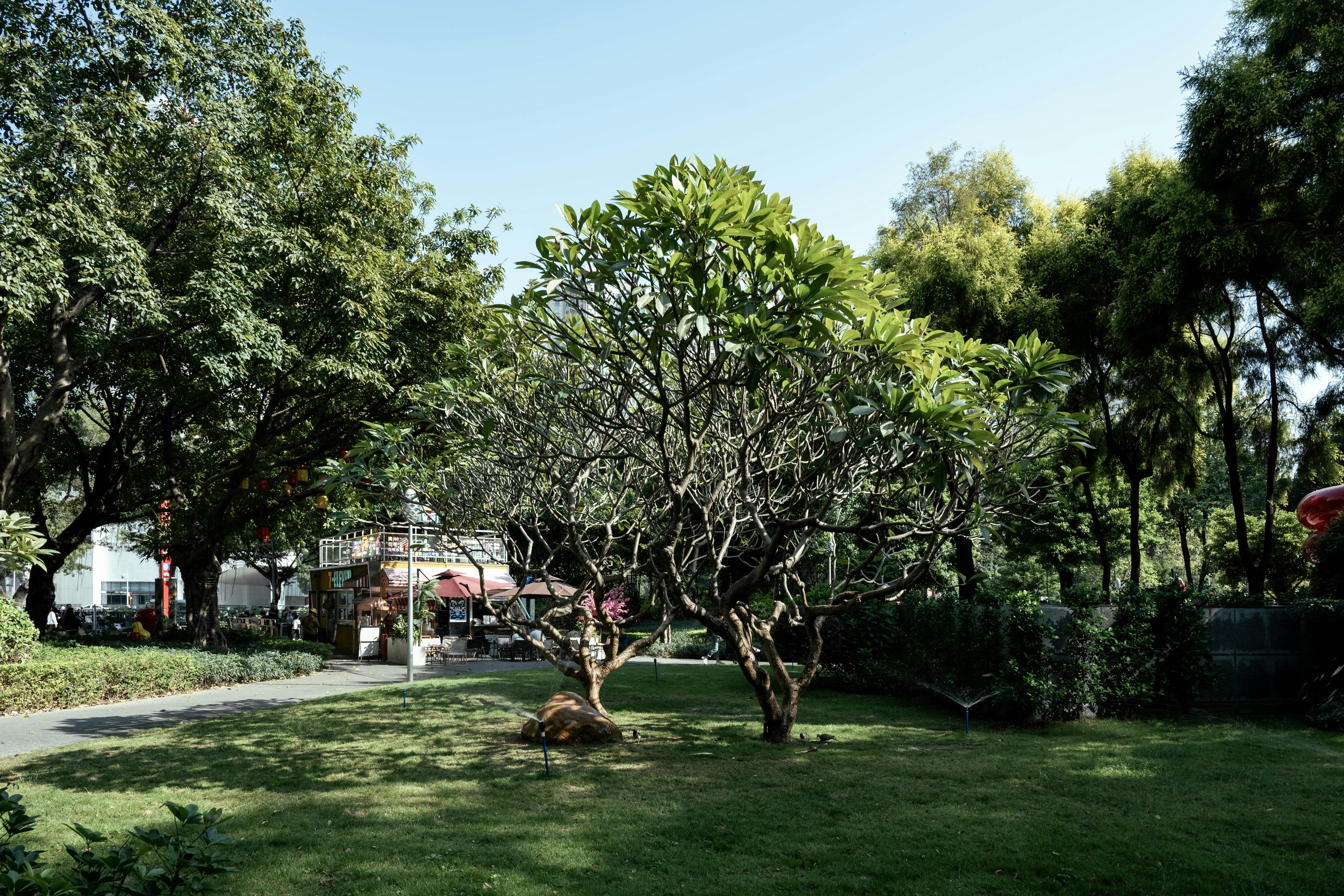 Un parc urbain paisible à Guangzhou, avec une végétation luxuriante et des arbres sous un ciel bleu limpide.