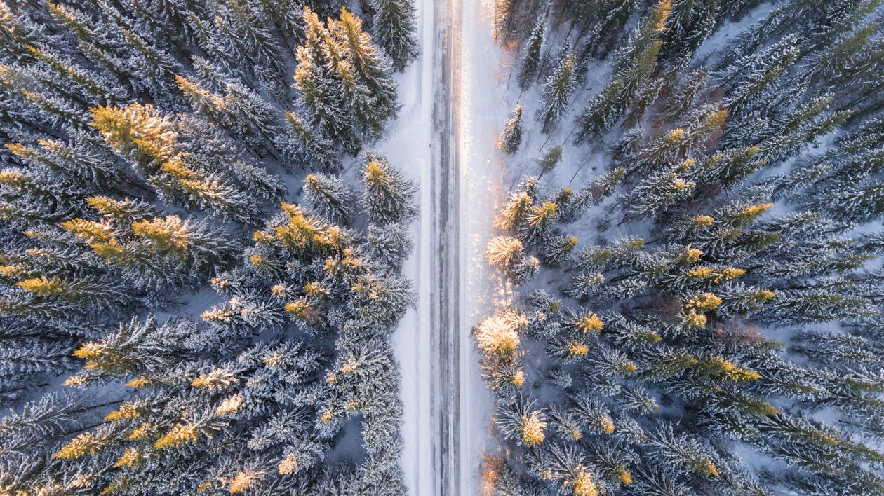 森の中の道路の航空写真