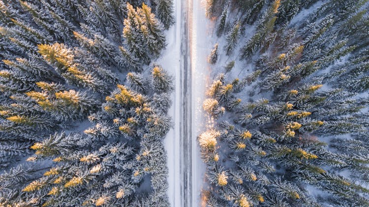 Aerial Photography Of Road In Forest