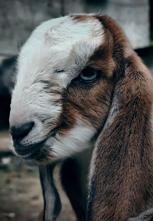 Free Charming close-up of a brown and white baby goat with detailed texture captured outdoors in KL, India. Stock Photo