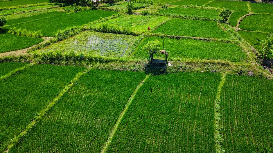 rice fields bali